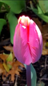 Translucent tulip