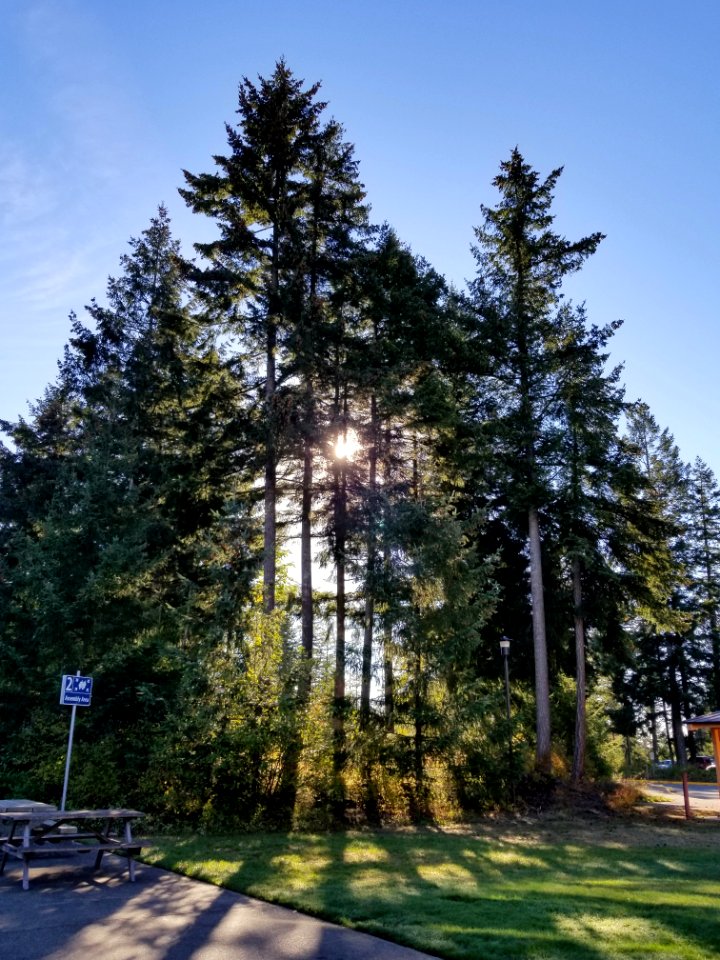 Day 269 fall morning