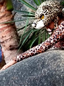 Day 030 jaguar