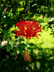A hibiscus - Turkish hat maybe?