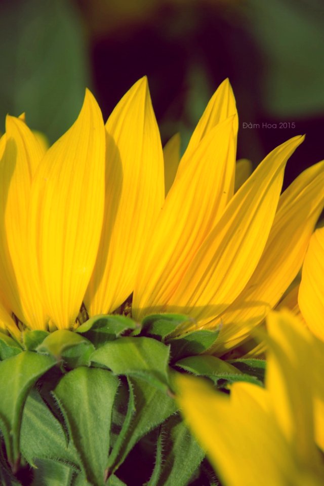 sun flower in spring