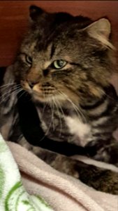 Day 121. This handsome cat came to visit at work today