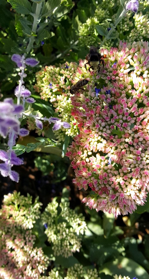 Bees