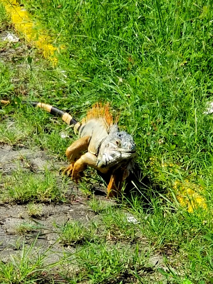 Day 282 iguana in action.