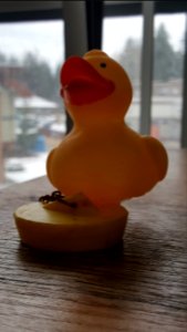 Day 60 Just ducky