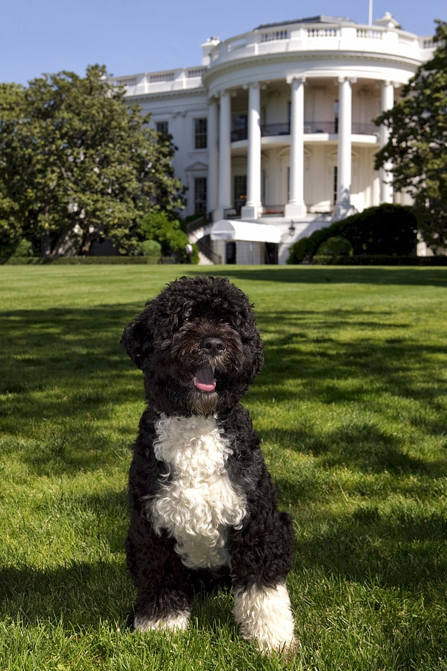 Bo obamas pet photo