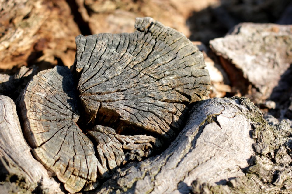 tree trunk wood 85