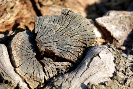 tree trunk wood 85