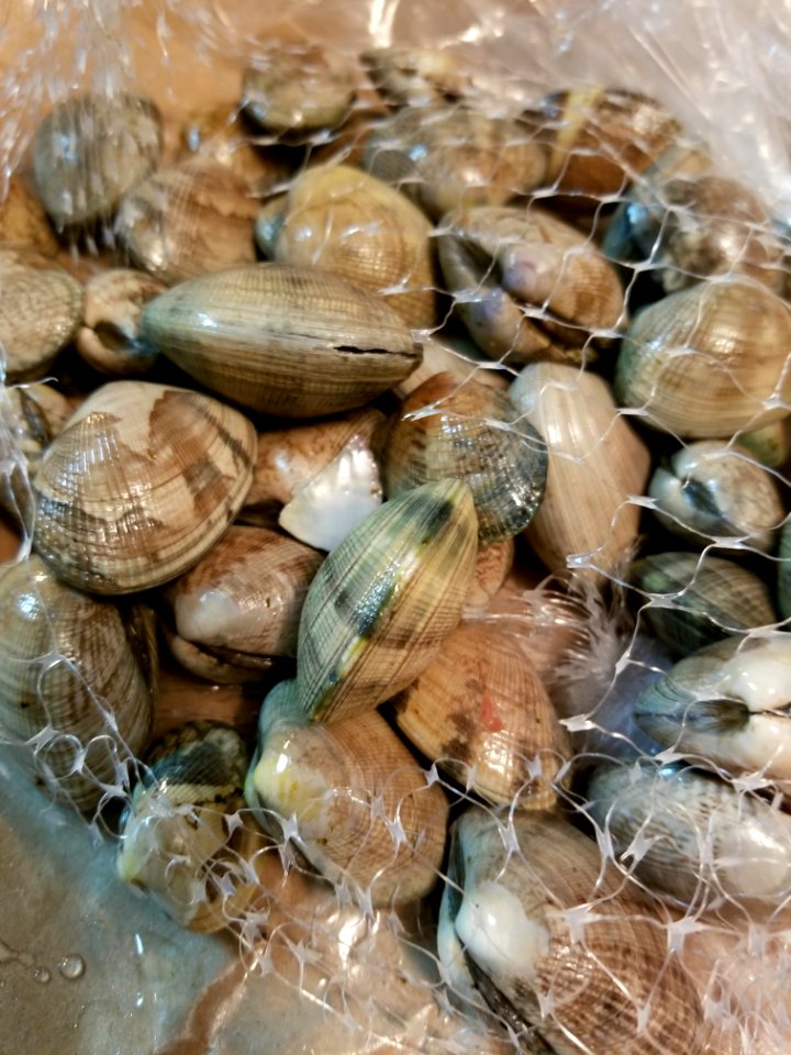 Clams for cioppino