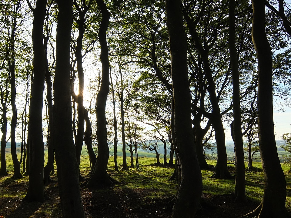 Nature wood growth