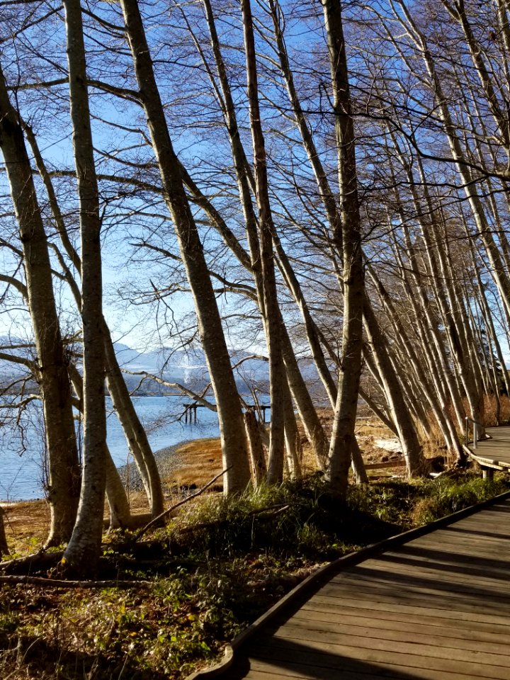 Comox winter