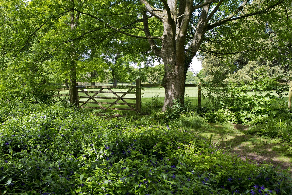 Fence pasture dapple shade