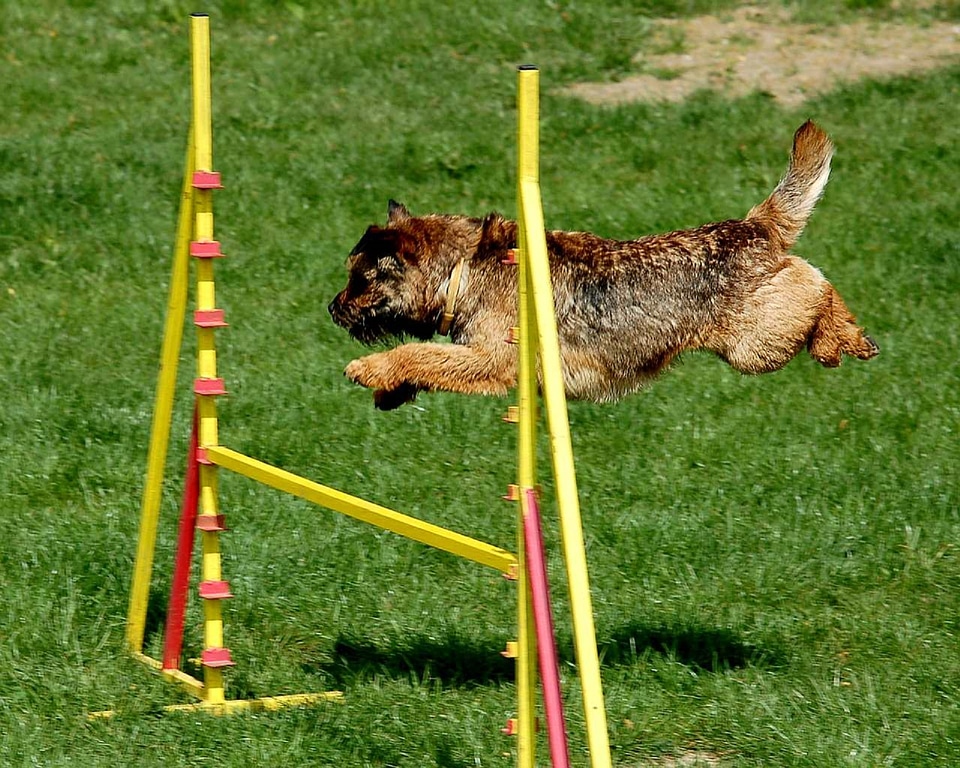 Canine trained activity