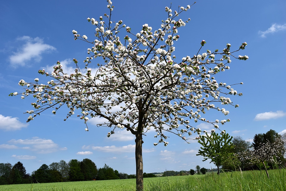 Cherry blossom spring cherry