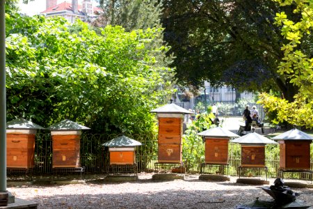 The apiary