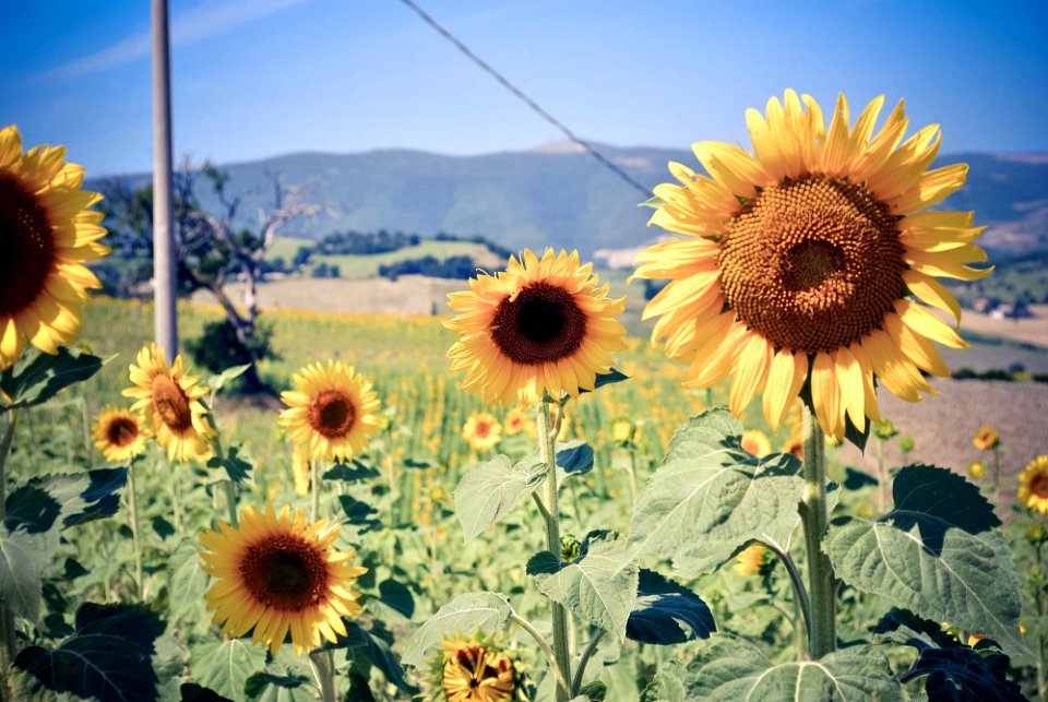 Girasoli