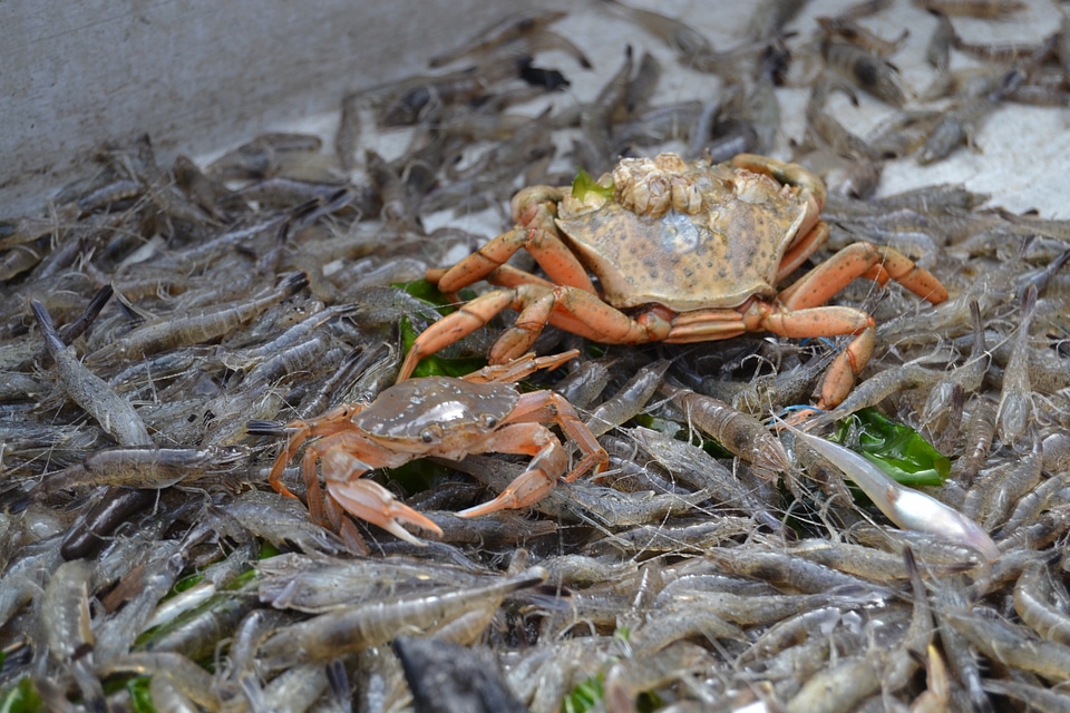 Shrimp north sea crab animal