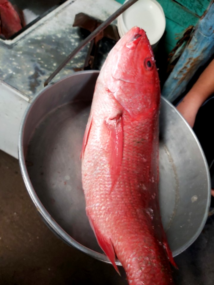 red snapper at Boca de Tomates