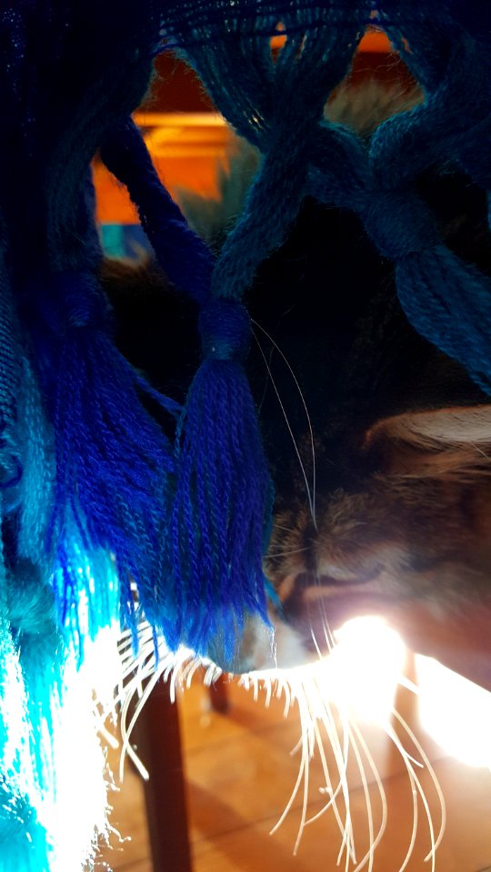 Day 143 tassles and whiskers
