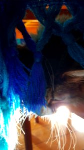 Day 143 tassles and whiskers