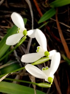 Day 042 snowdrops photo