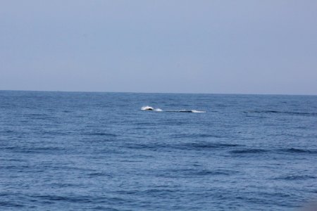 IMG 8534