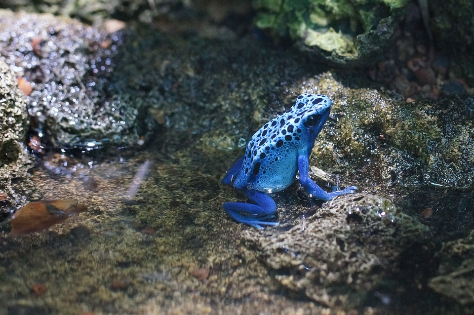 Poison frog amphibian small