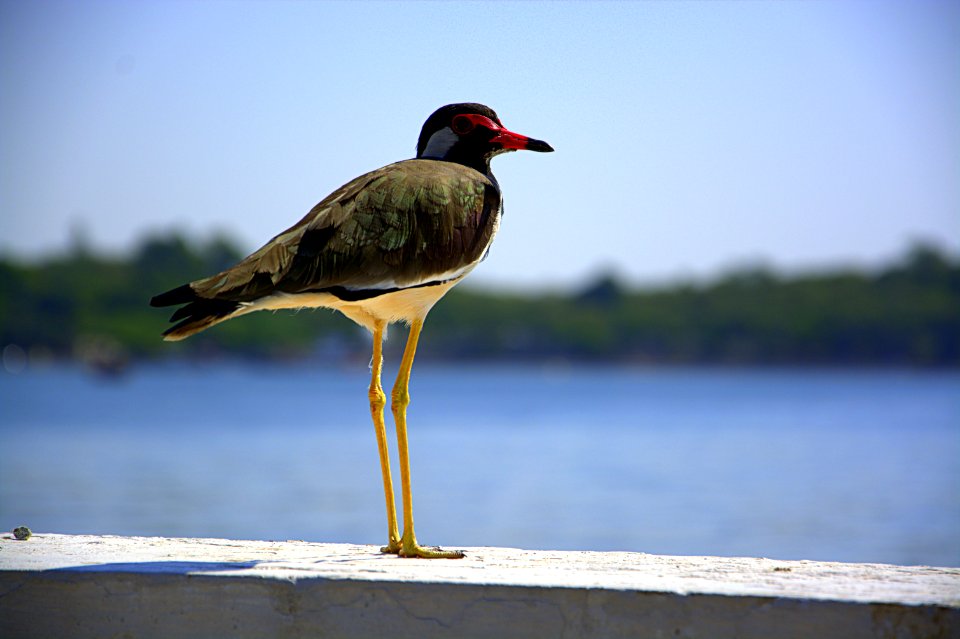 Red-Wattled Lapwing