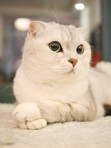 Cat pets animal