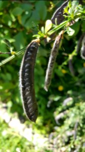 pods