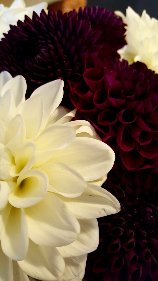 Dentist office dahlias