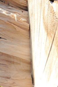 tree trunk wood 101