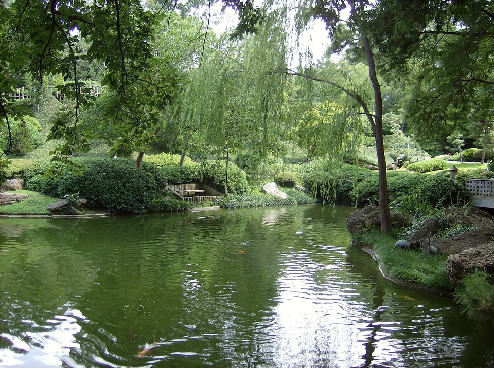 Texas green botanical