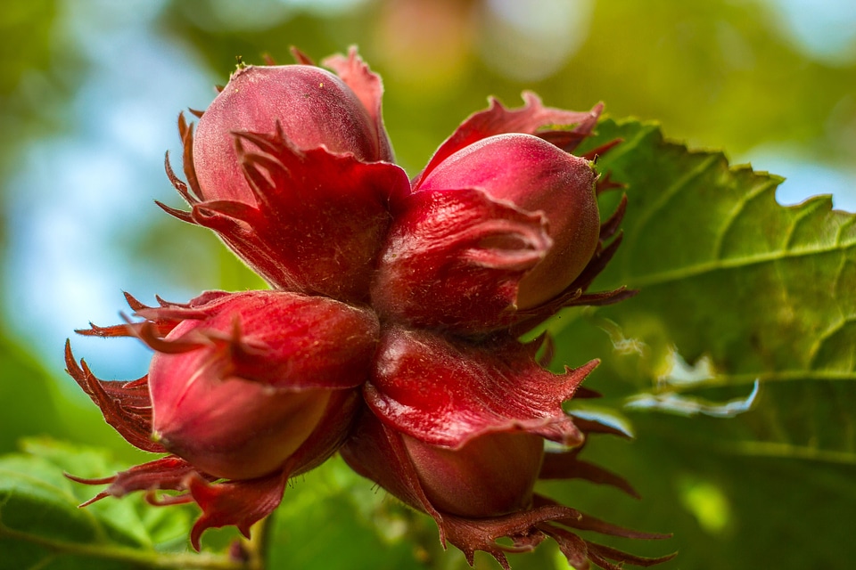 Tree spring flower