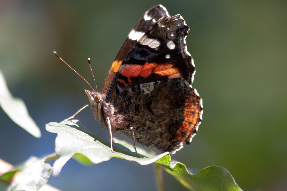 Underside of wings edelfalter patch butterflies