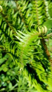 Fern frond