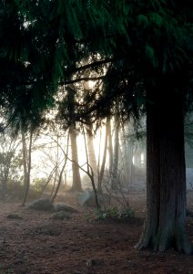 Day 341 misty morning commute photo