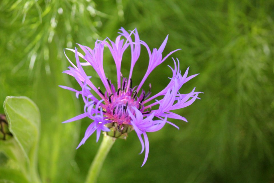 bachelor's button