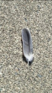 Feather