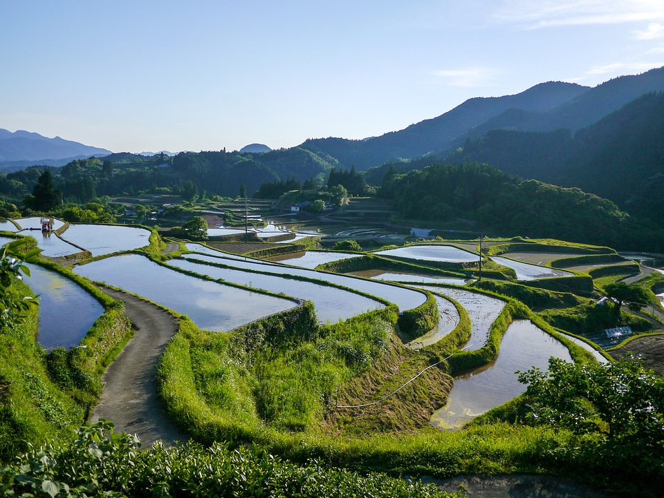 Green rice yamada's rice fields