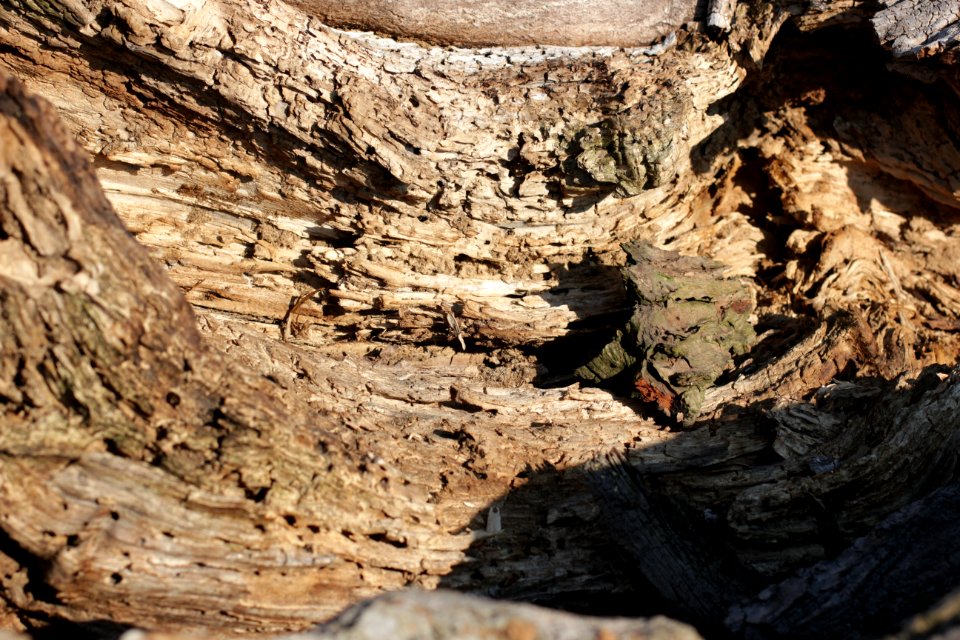 tree trunk wood 32
