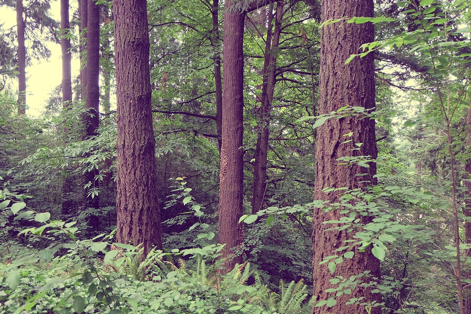 Bark vegetation vibrant