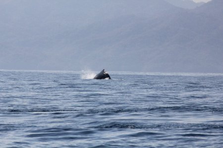 IMG 8594