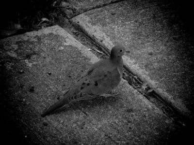 Bird Is The Word