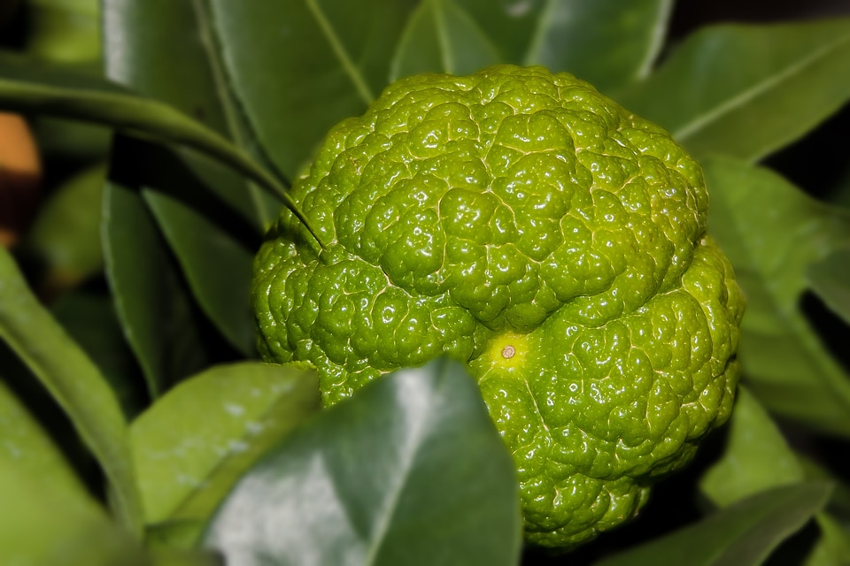 Green plant spain