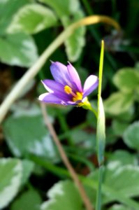 Blue eyed grass