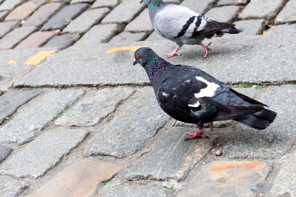The denizens of Montmartre