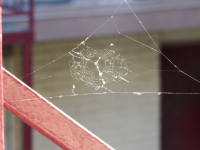 Tangled Web