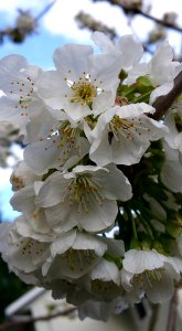 #365 future cherry