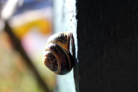 Front porch climber